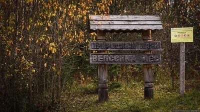 Оять и Вепсский лес. Лето