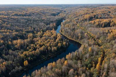 Сказки \"Вепсского леса\": природные красоты глуши Ленобласти и мощный  водопад | Уникальная Россия | Дзен