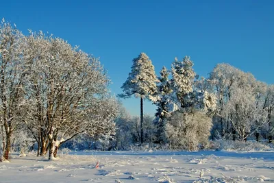 Вепсский лес осень