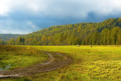 Первобытная тайга, или резерват «Вепсский лес\" — Фото №274501