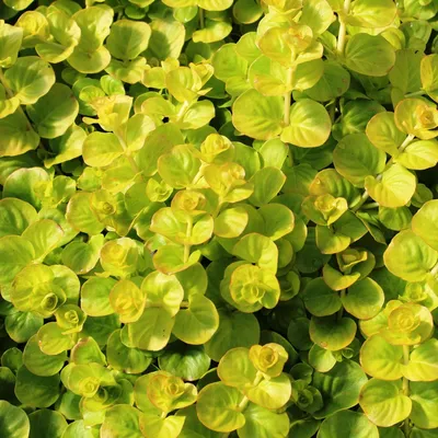 Lysimachia nummularia 'Golden Foliage' - Вербейник монетчатый 'Golden  Foliage' - Продажа многолетников в Петербурге