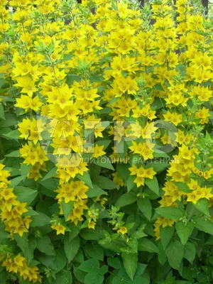 Вербейник монетчатый (Lysimachia nummularia)