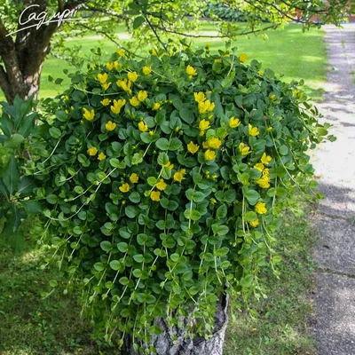 Вербейник монетчатый: купить в Москве саженцы Lysimachia nummularia в  питомнике «Медра» по цене от 290 руб