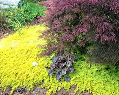 Вербейник монетчатый Lysimachia Aurea | ELGardens - цветы для сада  Саратов/Энгельс