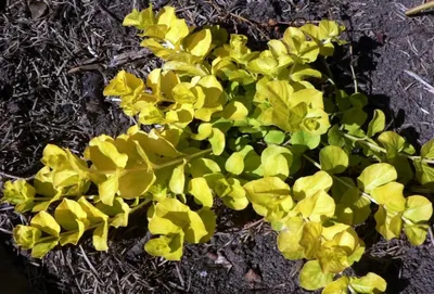 Купить Вербейник монетчатый Ауреа Lysimachia nummularia Aurea - в питомнике  Флорини