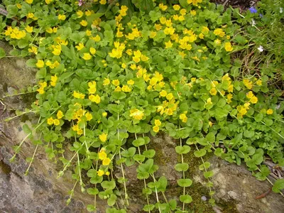 Вербейник монетчатый (Lysimachianummularia)