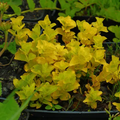 Вербейник монетчатый (Lysimachia nummularia L.)