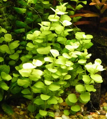 Вербейник монетчатый (Lysimachia nummularia)