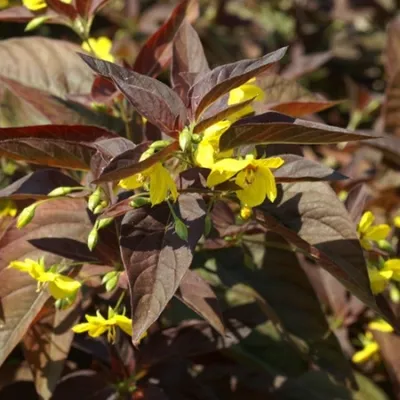 Вербейник реснитчатый (пурпурный) «Firecracker» (Lysimachia ciliata  (purpurea) «Firecracker») | Цветомания