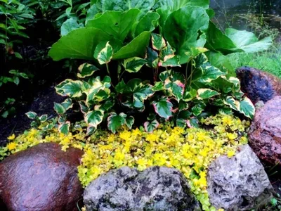 4 вида вербейника для создания сада в природном стиле: быстроразрастающиеся  красивые многолетники | Белоречье и Солнечный сад | Дзен