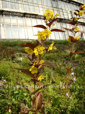 Вербейник: посадка и уход, фото цветов на клумбе, когда пересаживать, виды  и сорта