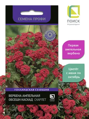 Вербена ампельная Маджента Сплеш - Сад цветов - Магазин рассады цветов в  Барнауле