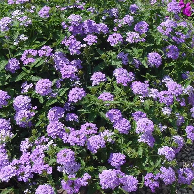 Вербена Ампельная микс (Verbena)