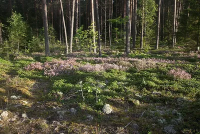 Вереск. Лесной красавец в наших садах | 🌿Школа садоводов ▷ Марии В. | Дзен