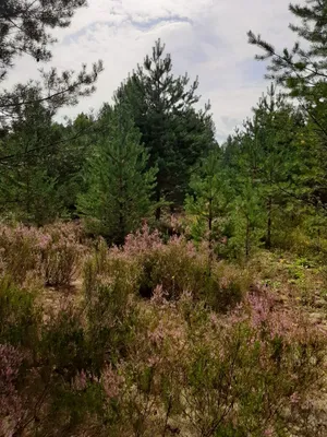 Скромный вереск в белорусском лесу