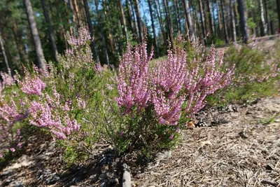 Вереск. Лесной красавец в наших садах | 🌿Школа садоводов ▷ Марии В. | Дзен