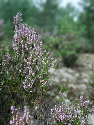 Вереск. Лесной красавец в наших садах | 🌿Школа садоводов ▷ Марии В. | Дзен