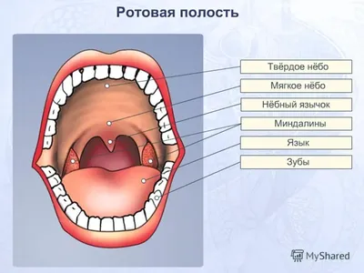 Мягкое нёбо - YouTube