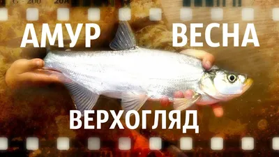 Верхогляд горячего копчения: рецепт приготовления в домашних условиях