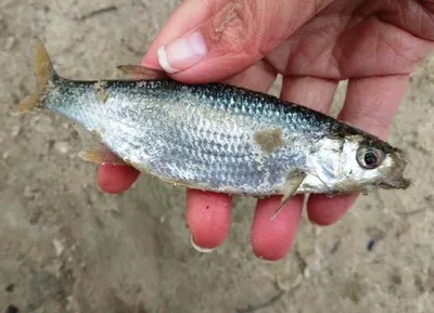 Виды рыб, которые водятся в водоёмах экопарка «Акварель»