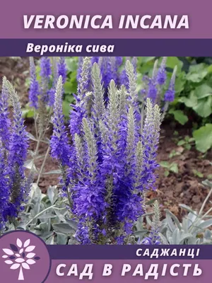 Инна Олищук on Instagram: “Вероника седая - одно из тех растений, которому  я никак не подберу место🤦, хотя считается очень неприхотливой. На южно… |  Garden, Plants