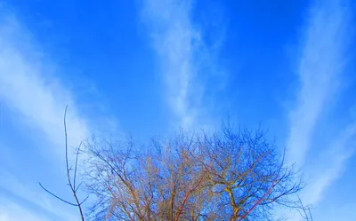 Фотография Весеннее небо автора Алсу2005 фото №95435 смотреть на  ФотоПризер.ру