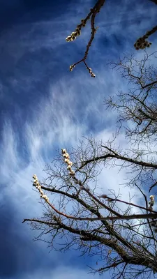 Весеннее небо. Photographer Andrey Cokolov