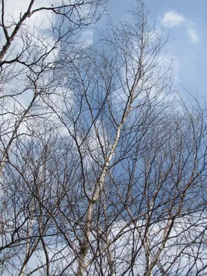 красивое голубое весеннее небо в грозовых облаках Стоковое Фото -  изображение насчитывающей романско, больш: 227350240