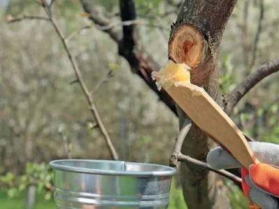 Обрезка фруктовых деревьев весной
