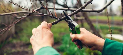 Обрезка плодовых деревьев - основные правила и инструкции