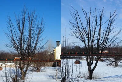 Обрезка плодовых деревьев в Москве по доступным ценам