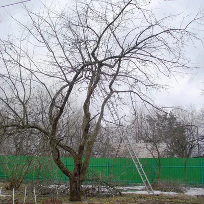 ✂Обрезка деревьев, обрезка сада Киев | Ваш садівник