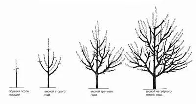 Обрезка плодовых деревьев весной: схемы и картинки для начинающих
