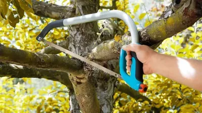 Обрезка плодовых деревьев - цена: заказать обрезку сада в Московской области