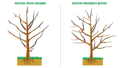 Весенняя обрезка плодовых деревьев