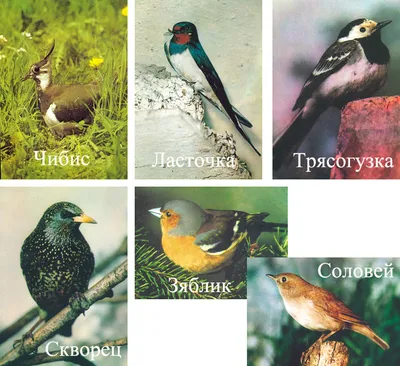 Весенние птицы :: Влад – Социальная сеть ФотоКто
