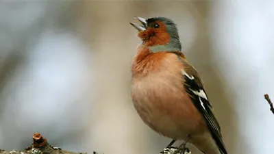 Звукознайка: Перелетные птицы