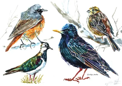 Раскраска Весенние птицы распечатать или скачать