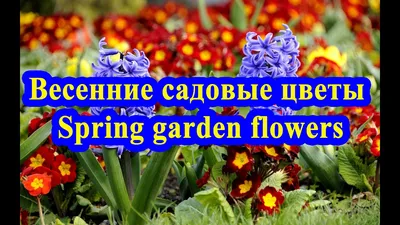 Первые весенние цветы | Любимые цветы