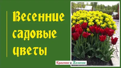 Цветы садовые, весенние, многолетние.: 5 грн. - Сад / огород Херсон на Olx