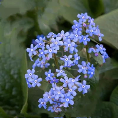 С праздником весны, любви и очарования).