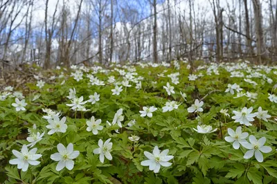 Первые весенние цветы на пригорке в лесу Stock Photo | Adobe Stock
