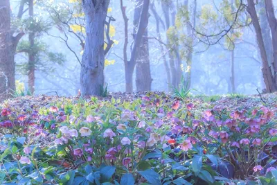 Белая примула крупным планом первые весенние цветы в лесу | Премиум Фото