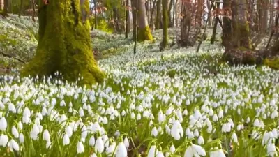 Весенние цветы Ленинградской области: отправляемся на фотоохоту