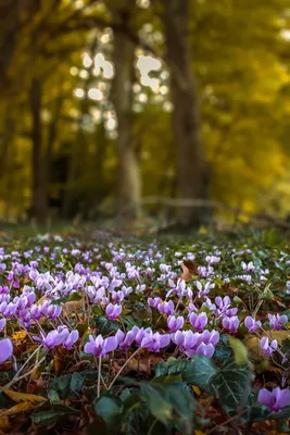 нежные пурпурные лесные цветы, первые весенние цветы в лесу Стоковое  Изображение - изображение насчитывающей сирень, фокус: 165944149