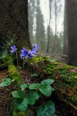 Весенние цветы в лесу (21 фото) - 21 фото