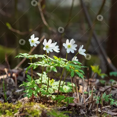Весенние Лесные цветы (91 фото) - 91 фото