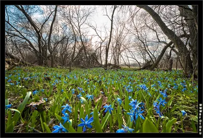 Весенние цветы Кусты первых весенних цветов в лесу Стоковое Изображение -  изображение насчитывающей сад, пуща: 179984229