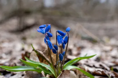Дикие Весенние Цветы В Лесу — стоковые фотографии и другие картинки Без  людей - Без людей, Весна, Время года - iStock