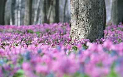 Первые лесные цветы - 75 фото